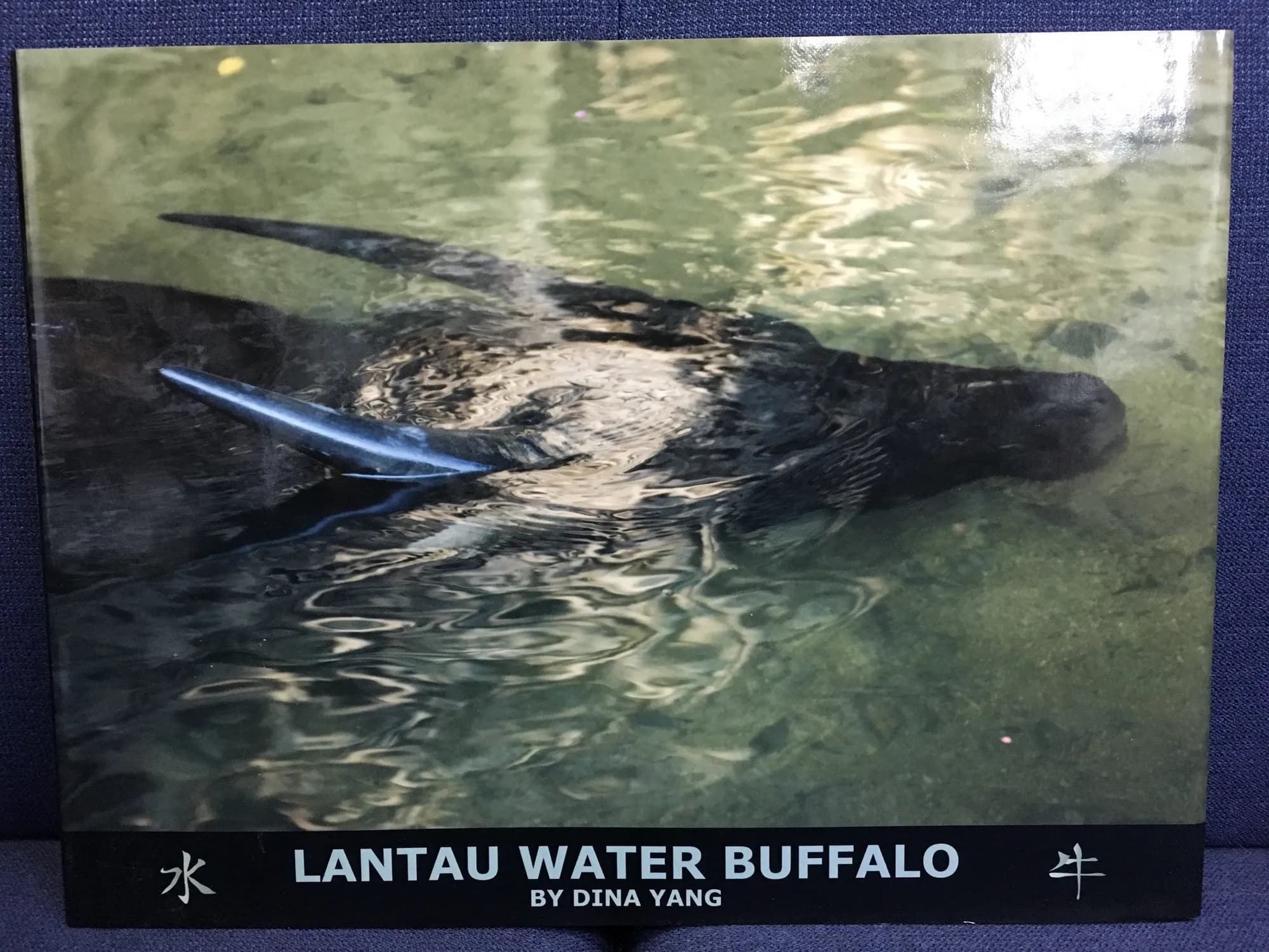 Lantau Water Buffalo by Dina Yang